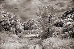 Into the Woods Wingdale, NY � Dave Hickey